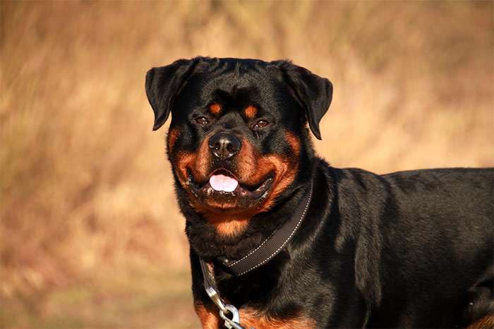 Ротвейлер, фото фотография бойцовые собаки