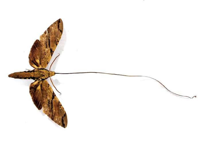 Ксантопан Моргана (Xanthopan morgani), фото бабочки фотография картинка