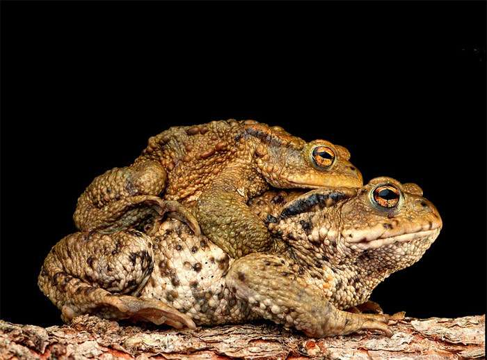 Амплексус жаб, фото фотография амфибии