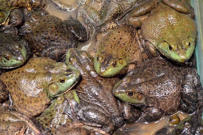 Зеленые лягушки, фото фотография земноводные