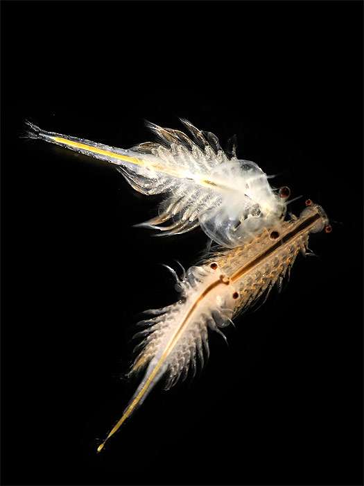 Артемия (Artemia salina), жаброногие ракообразные, фото фотография корма для рыб