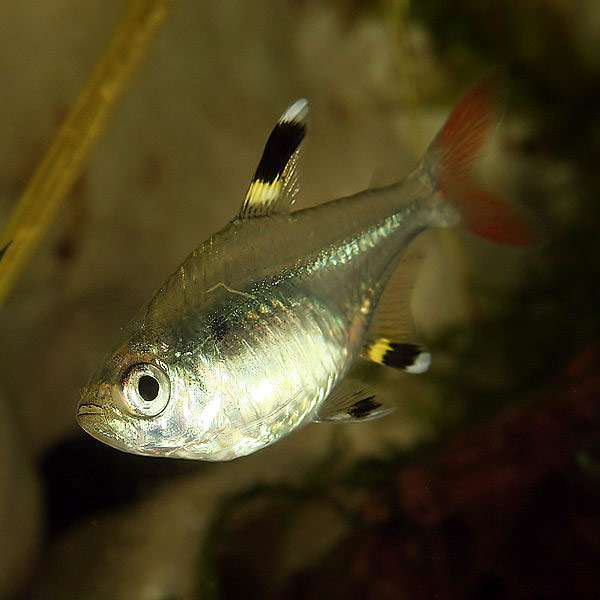 Звездчатая пристелла (Pristella maxillaris), фото фотография рыбки