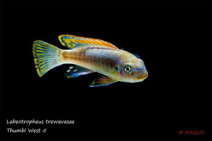 Лабеотрофеус обыкновенный (Labeotropheus trewavasae), фото фотография аквариумные рыбы