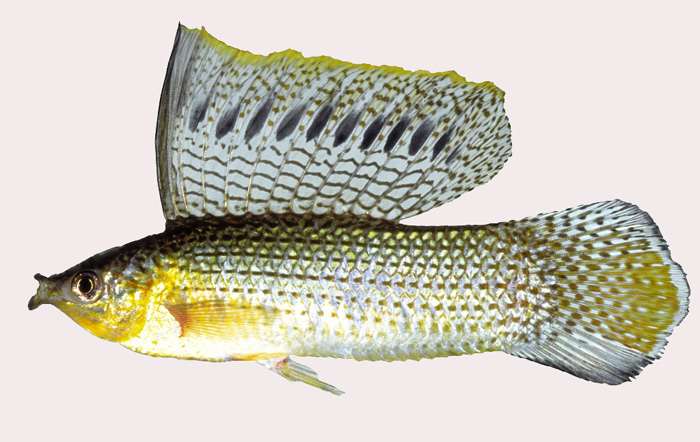 Пецилия Латипинна (Mollinesia latipinna), фото фотография аквариумные рыбы