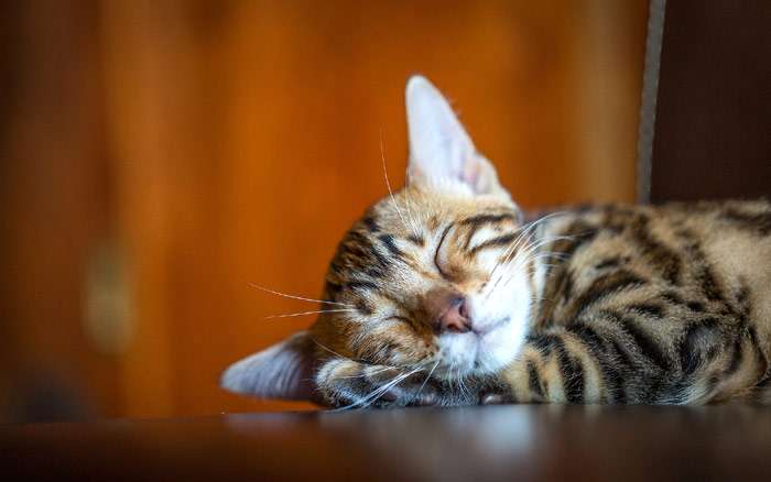 Свящий котенок ориентальной кошки, фото фотография