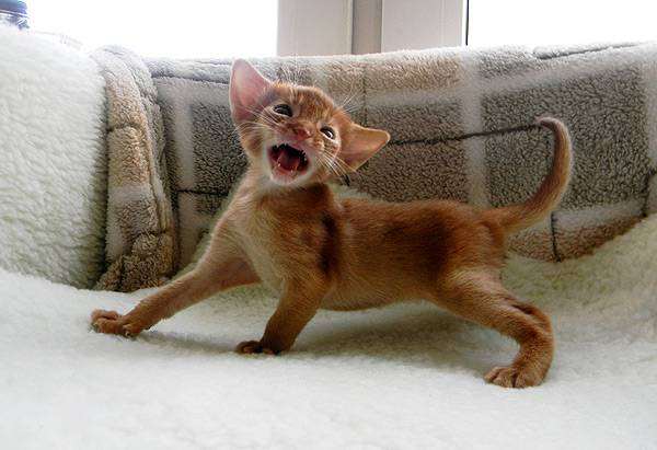 Абиссинский котенок, фото породы кошек фотография