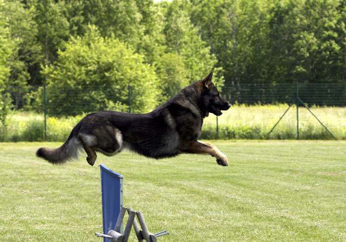 Немецкая овчарка перепрыгивает через барьер, фото фотография собаки