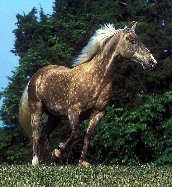 Лошадь скалистых гор, фото фотография