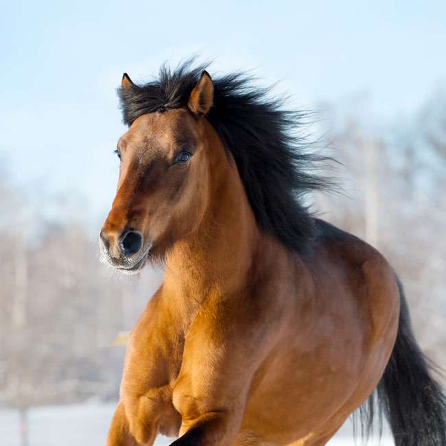 Русская тяжеловозная лошадь, фото фотография