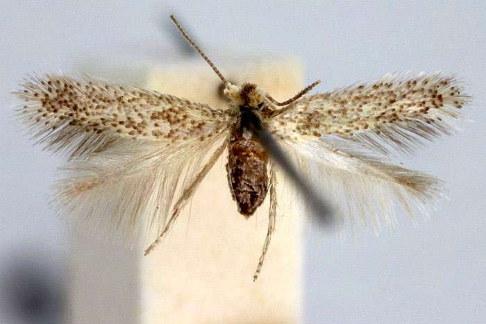 Редикулеза (Trifurcula ridiculosa, Stigmella ridiculosa), фото бабочки фотография картинка