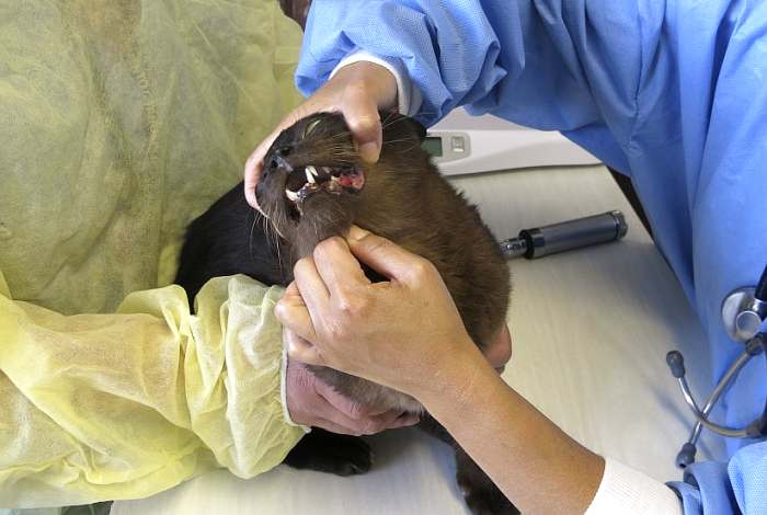 Ветеринарный врач осматривает зубы кошки, фото фотография картинка