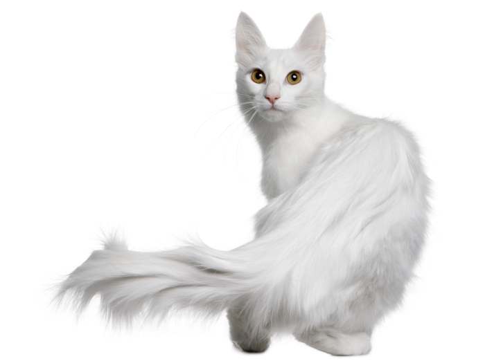 Белая ангорская кошка, возраст 18 месяцев, фото фотография