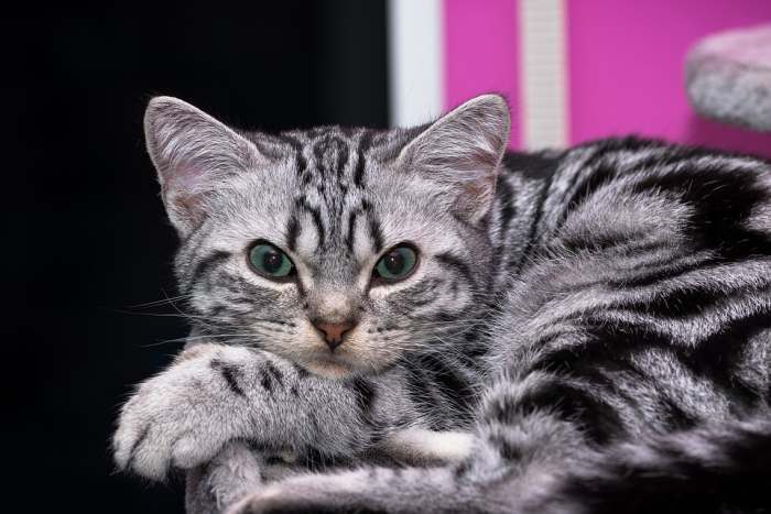 Британский короткошерстный котенок, фото породы кошек фотография картинка