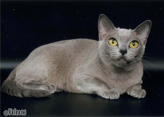 Бурманская кошка бирма голубого окраса, фото породы кошек фотография картинка