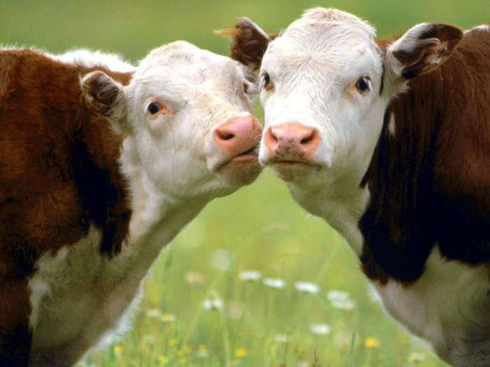 Телята домашней коровы, фото фотография прикольная картинка
