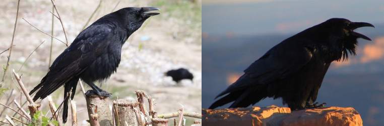 Ворон - справа, ворона - слева, фото фотография птицы