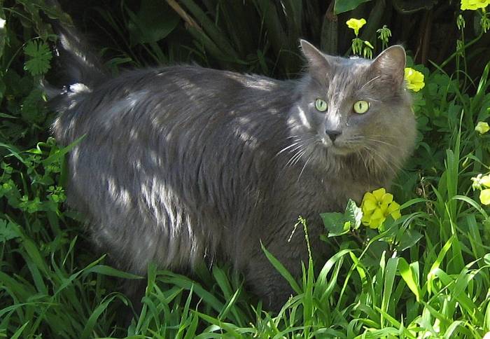 Нибелунг (длинношерстная русская голубая кошка), фото фотография