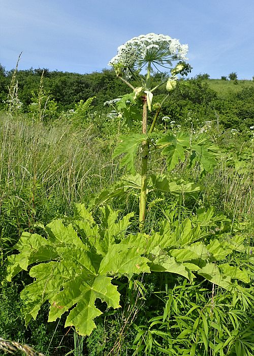 Борщевик Сосновского (Heracleum sosnowskyi), фото фотография ядовитые растения