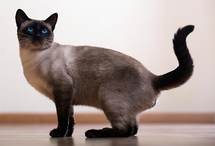 Тайский кот, фото породы кошек фотография кошки