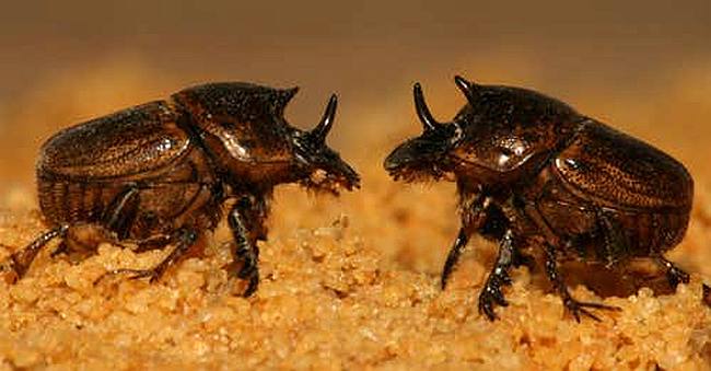 Две самки навозника Onthophagus sagittarius, фото фотография жуки