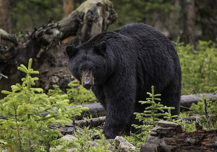 Чёрный медведь (Ursus americanus), фото фотография хищники