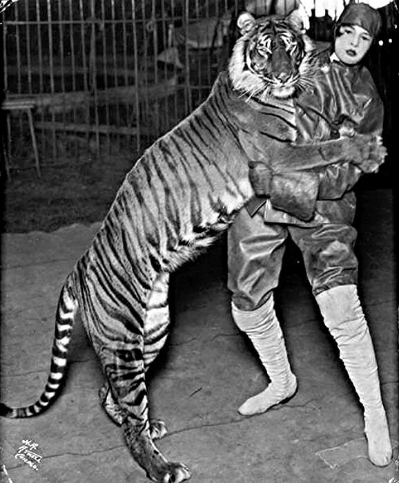 Балийский тигр (Panthera tigris balica), фото черно-белая фотография 