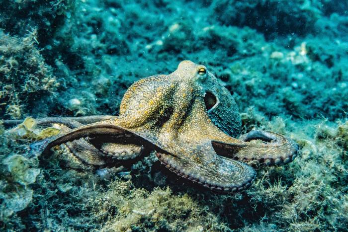 Осьминог, фото фотография головоногие моллюски