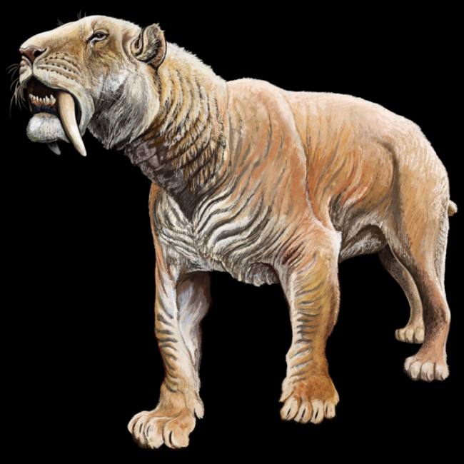 Саблезубый тигр (Smilodon fatalis), реконструкция, рисунок картинка вымершие хищники