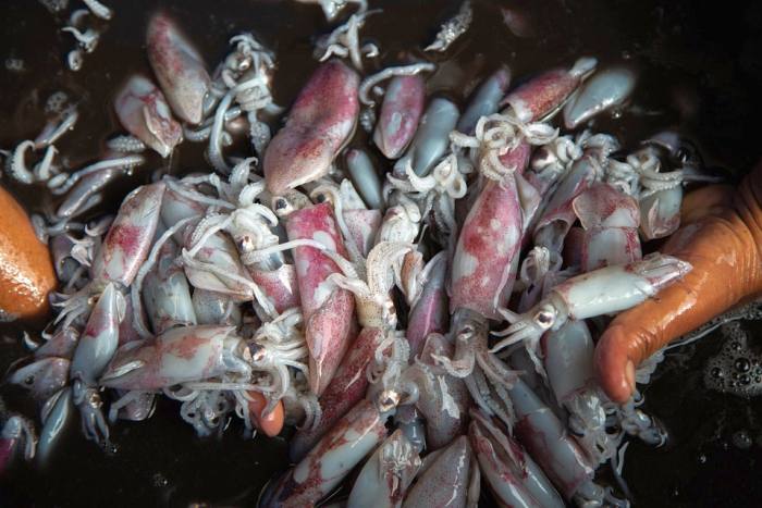 Кальмары, фото фотография головоногие