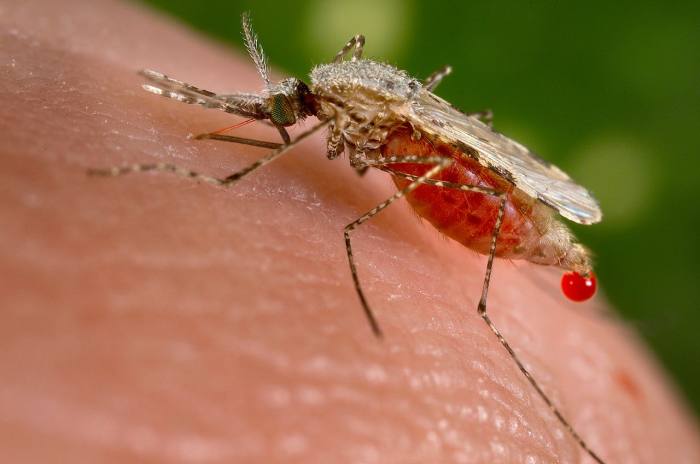 Малярийный комар (Anopheles stephensi), фото фотография насекомые
