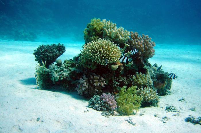 Кораллы под водой, фото фотография 