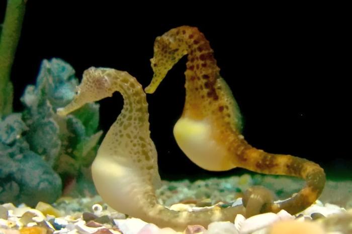 Пузатые морские коньки (Hippocampus abdominalis), фото фотография рыбы