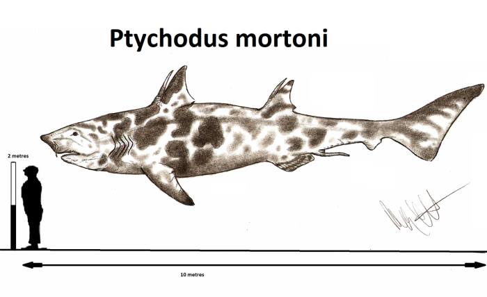 Акула Ptychodus mortoni, реконструкция, рисунок картинка ископаемые
