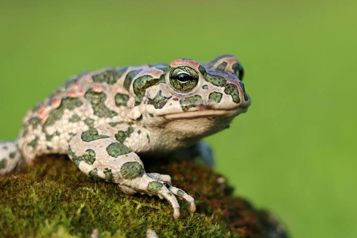 Зеленая европейская жаба (Bufo viridis), фото фотография амфибии