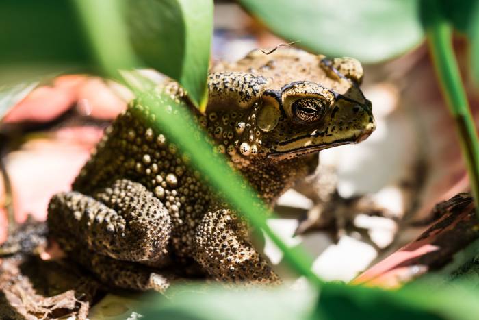 Тростниковая жаба, жаба-ага, фото фотография амфибии