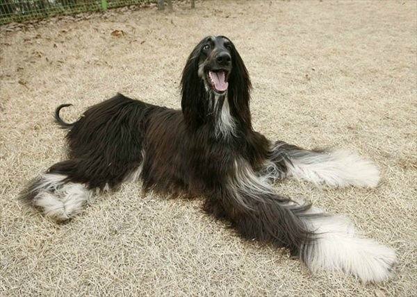 Первый клонированный пес в мире Снуппи, фото фотография собаки