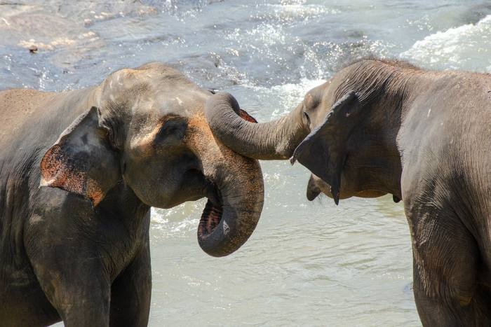 Азиатские слоны, фото фотография дикие животные