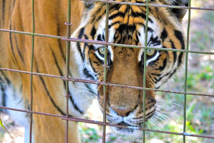 Тигр в клетке, фото фотография хищники