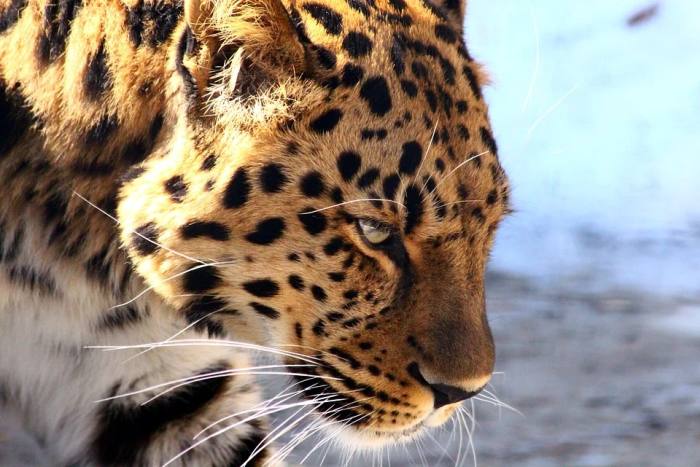 Дальневосточный леопард (Panthera pardus orientalis), фото фотография хищники