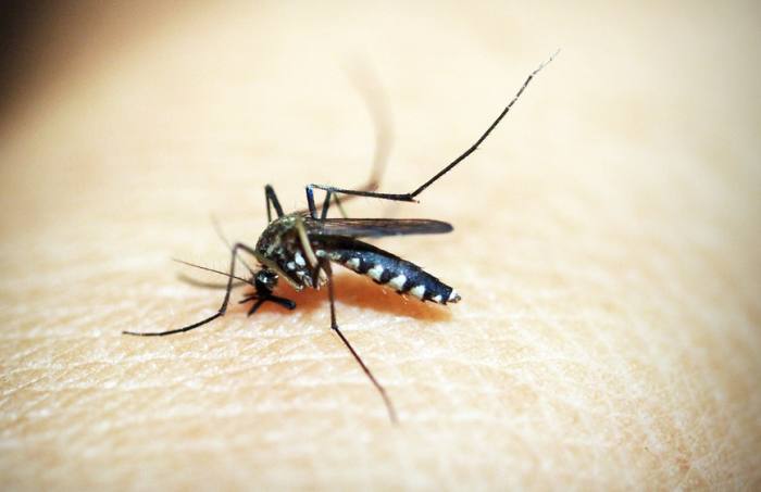 Комар, фото фотография насекомые