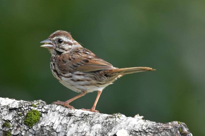 певчая овсянка (Melospiza melodia), фото фотография птицы