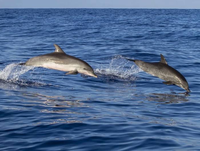 Дельфины, фото фотография морские млекопитающие