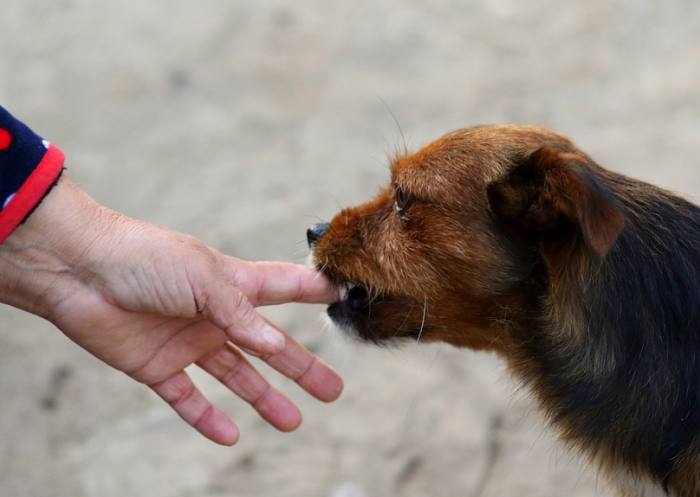 Собака кусающая за палец, фото фотография собаки
