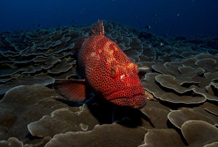 Красный группер (Epinephelus morio), фото фотография рыбы