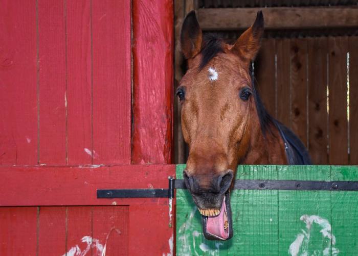 Лошадь показывает зубы, фото фотография 