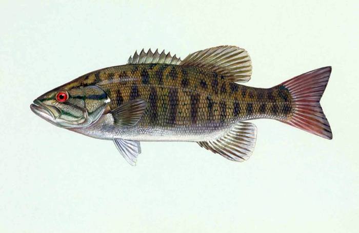 Малоротый окунь (лат. Micropterus dolomieu), рисунок картинка рыбы