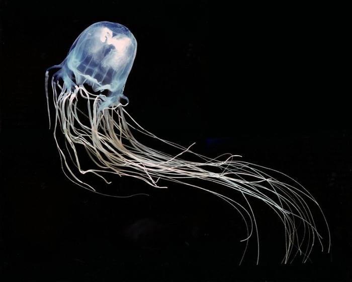 Медуза морская оса (Chironex fleckeri), фото фотография морские беспозвоночные