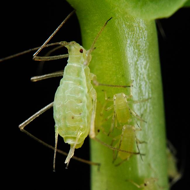 Гороховая тля (Acyrthosiphon pisum), фото фотография насекомые