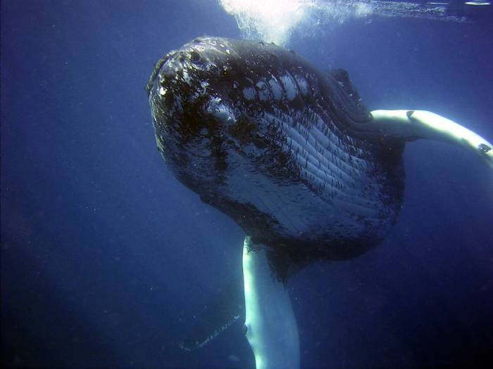 Горбатый кит (Megaptera novaeangliae), фото фотография морские млекопитающие