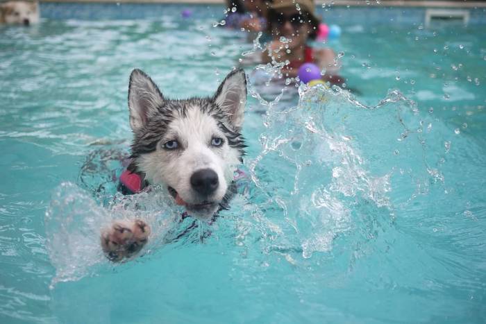 Хаски плывет в бассейне, фото фотография собаки